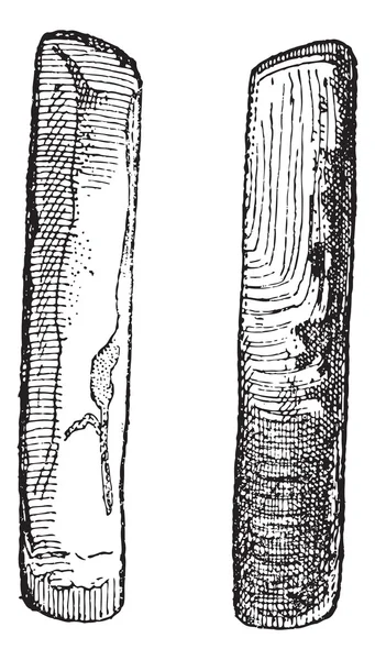 Dvě solenidae vinobraní gravírování — Stockový vektor