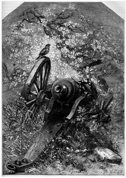 Un vieux canon détruit avec la nature qui grandit dessus, vintage eng — Photo