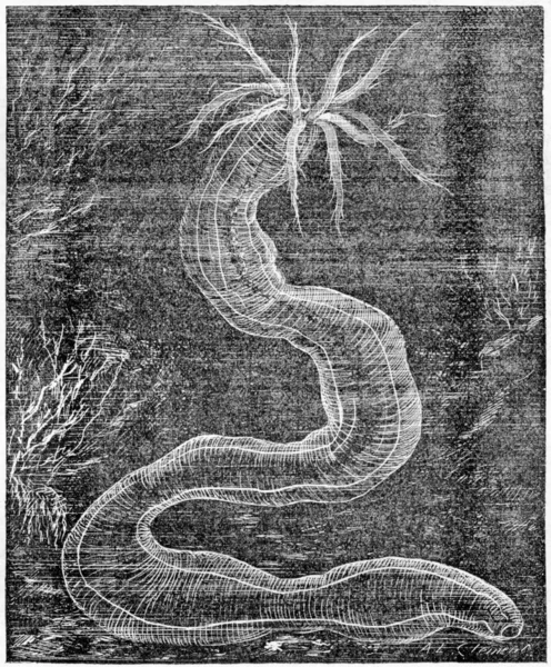 Винтажная гравировка синаптов — стоковое фото