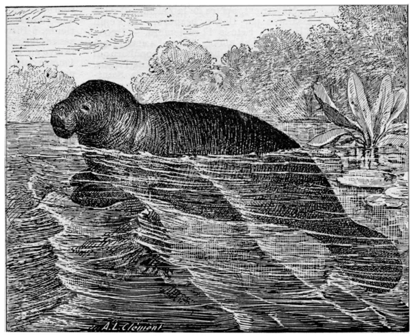 Manatee of zee koeien, vintage gravure. — Stockfoto