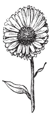 Marigold çiçek, antika gravür.