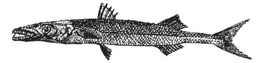 Barracuda veya sphyraena sp., antika gravür