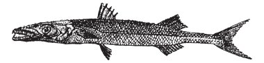 Barracuda or Sphyraena sp., vintage engraving clipart
