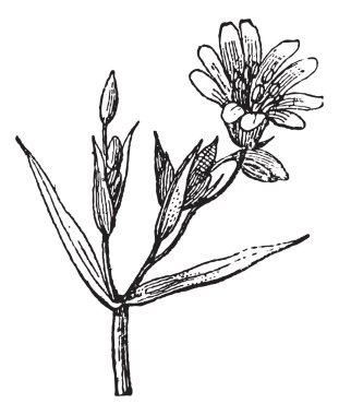 yıldız, vintage oyma.