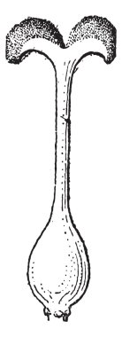 stigma, antika gravür.