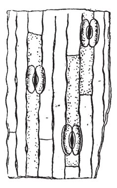 stoma bantlı veya stoma, antika gravür.