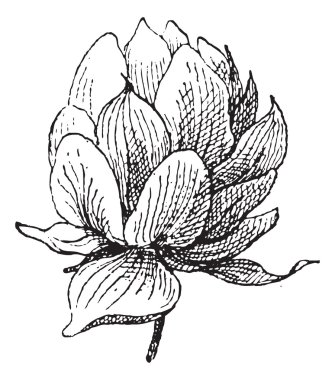 strobilus, antika gravür