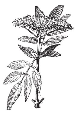 Elderberry or Sambucus, vintage engraving. clipart
