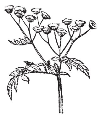 Tansy or Tanacetum vulgare vintage engraving clipart
