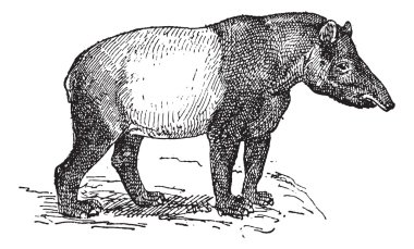 Tapir antika gravür