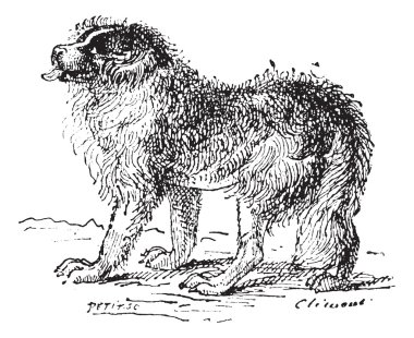 Newfoundland köpek, antika gravür.