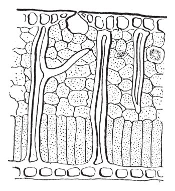yaprak bıçak kesit, antika gravür