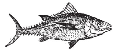 Tuna, antika gravür.