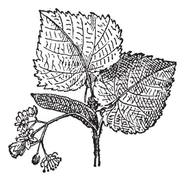 ıhlamur veya baswood, antika gravür.