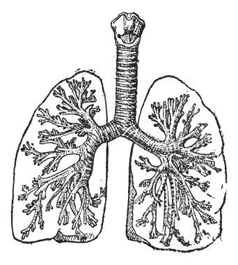 Nefes borusu veya nefes borusu, antika gravür.