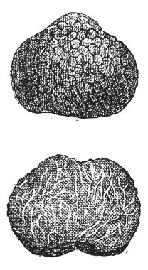domalan, antika gravür