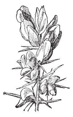 Gorse or Ulex sp., vintage engraving clipart