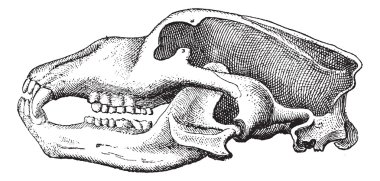 Mağara ayısı veya ursus spelaeus, antika gravür