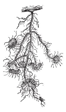 Beard Lichen or Usnea barbata, vintage engraving clipart