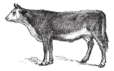 Vosges sığır ırkı, antika gravür.