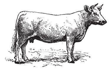 Charolais sığır, antika gravür.