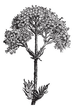 kediotu (valeriana officinalis) veya Bahçe kediotu, vintage eng