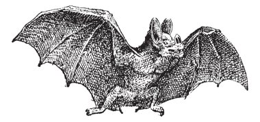 Vampir (phyllostoma spektrum), antika gravür.