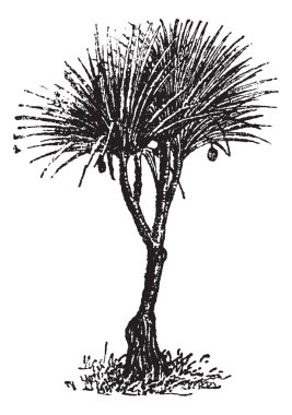 vaquois (pandanus candelabrume), antika gravür.