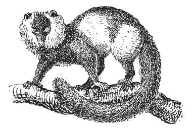 siyah-beyaz Nomascus lemur (varecia variegata), vintage engrav