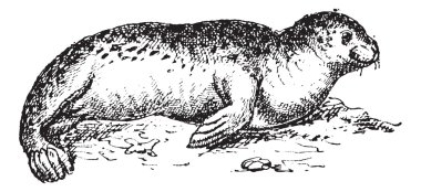 liman seal veya phoca vitulina, antika gravür.