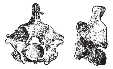 sürüngen vertebra, antika gravür