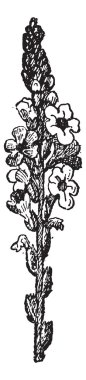ortak verbena veya verbena officinalis, antika gravür