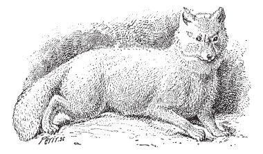 Kutup tilkisi (vulpes lagopus) veya beyaz tilki, antika gravür.