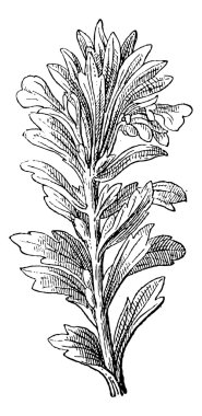 mayasıl veya bugleweed, antika gravür.