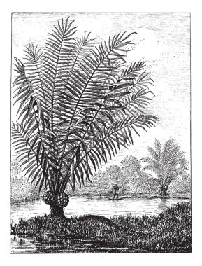Oyma Fildişi ağacı (phytelephas macrocarpa), vintage.