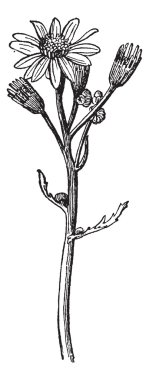 ragwort, antika gravür.