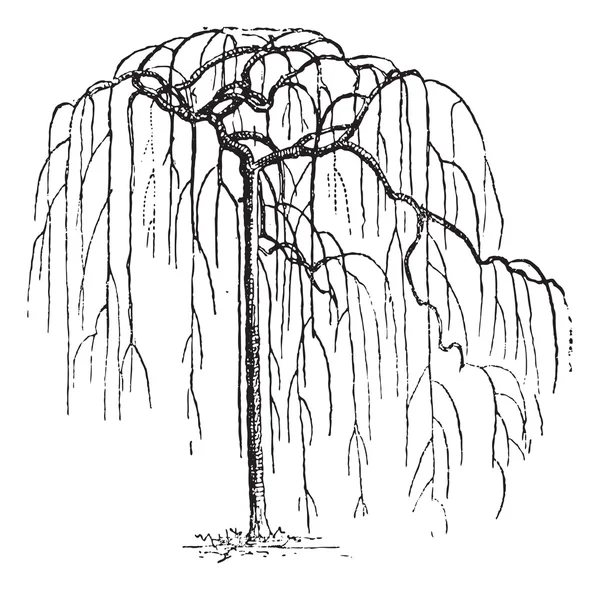 Sophora Japonica o pagodatree japonés (Styphnolobium japonicum — Vector de stock