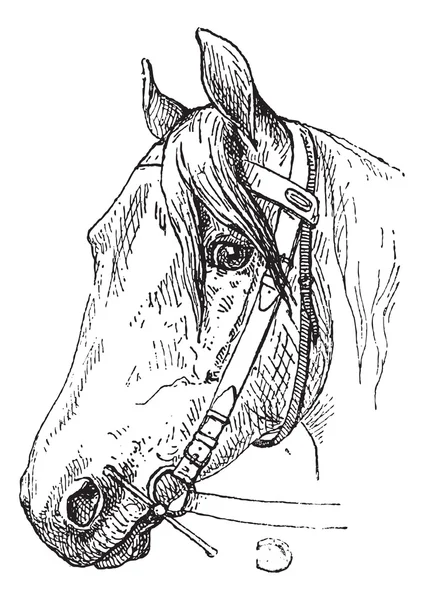 Koně jedenheadcollar a bit náustek, vintage gravírování — Stockový vektor