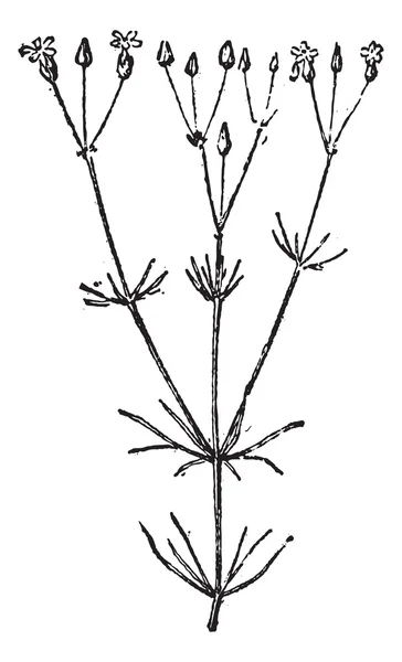 Spergula 또는 spurrey, 빈티지 조각. — 스톡 벡터