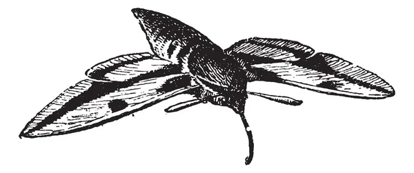 Sphinx mal eller hawk moth, vintage gravyr. — Stock vektor
