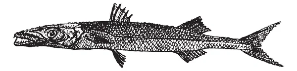 Barracuda ou Sphyraena sp., gravure vintage — Image vectorielle