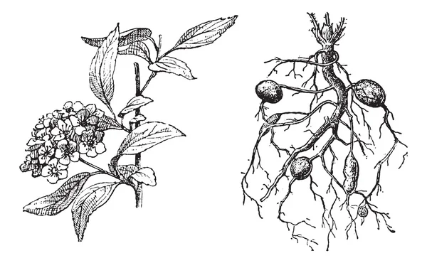 Spirea lancetvormig, Knolspirea moerasspirea, vintage gravure. — Stockvector