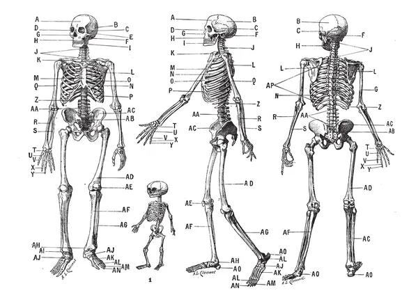 Human skeleton, vintage engraving. — Stock Vector