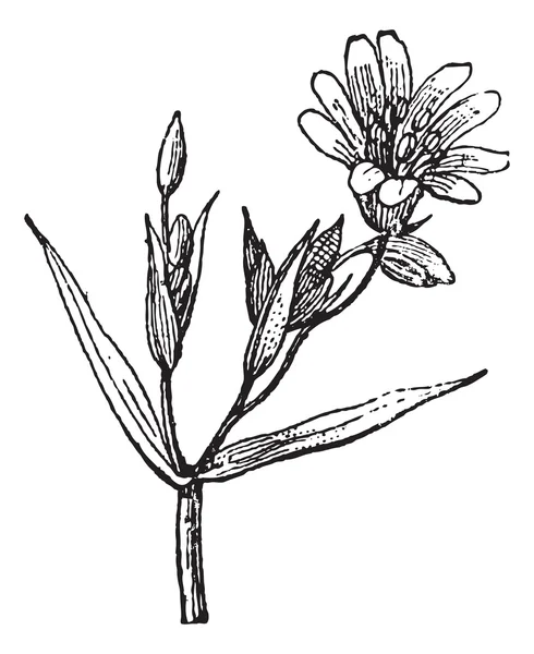 yıldız, vintage oyma.