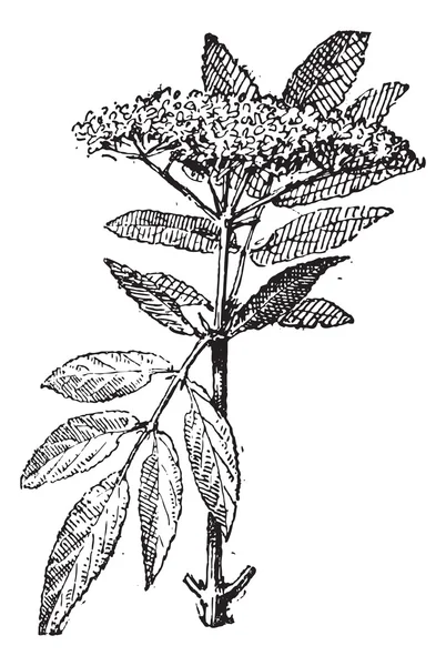 Sureau ou Sambucus, gravure vintage . — Image vectorielle