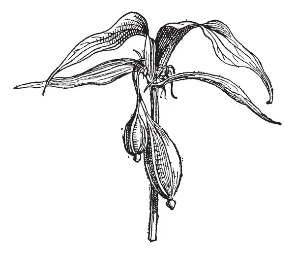 Tacca pinnatifida vinobraní gravírování — Stockový vektor