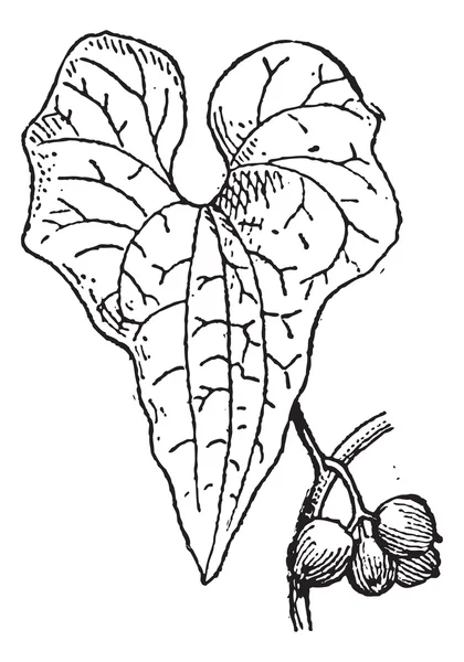 Gravure vintage Tamus communis ou Dioscorea communis — Image vectorielle