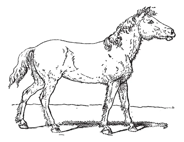Тарпан или Equus ferus ferus винтажная гравировка — стоковый вектор