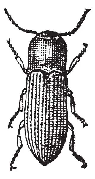 Gravure vintage Taupin (insecte) — Image vectorielle