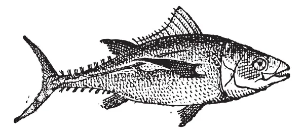 Tonfisk, vintage gravyr. — Stock vektor